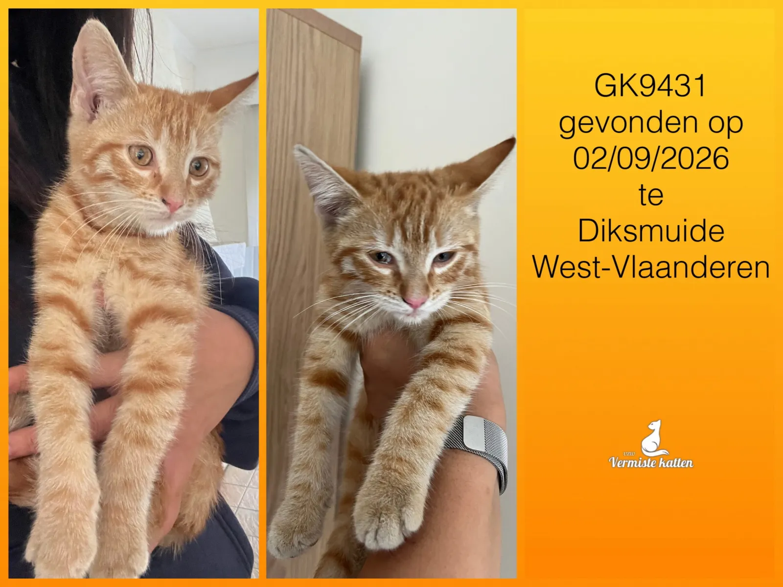 Gevonden kat