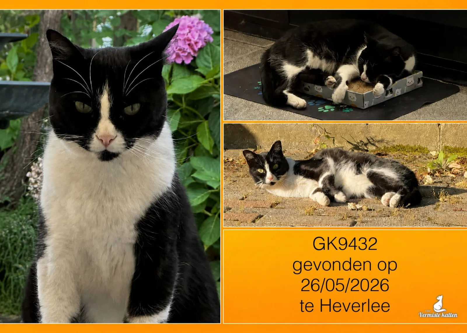 Gevonden kat