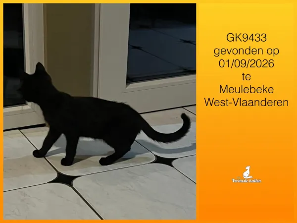Gevonden kat