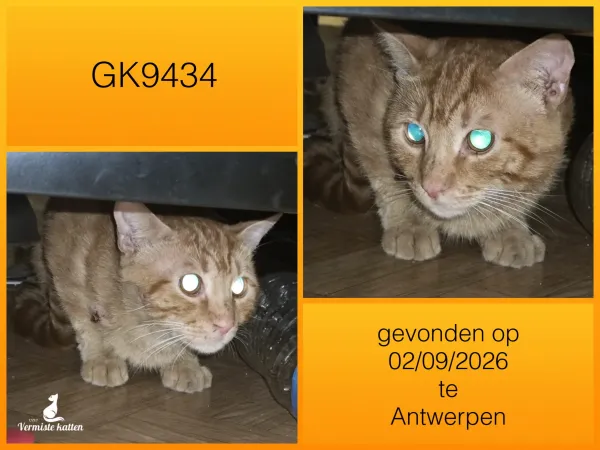 Gevonden kat