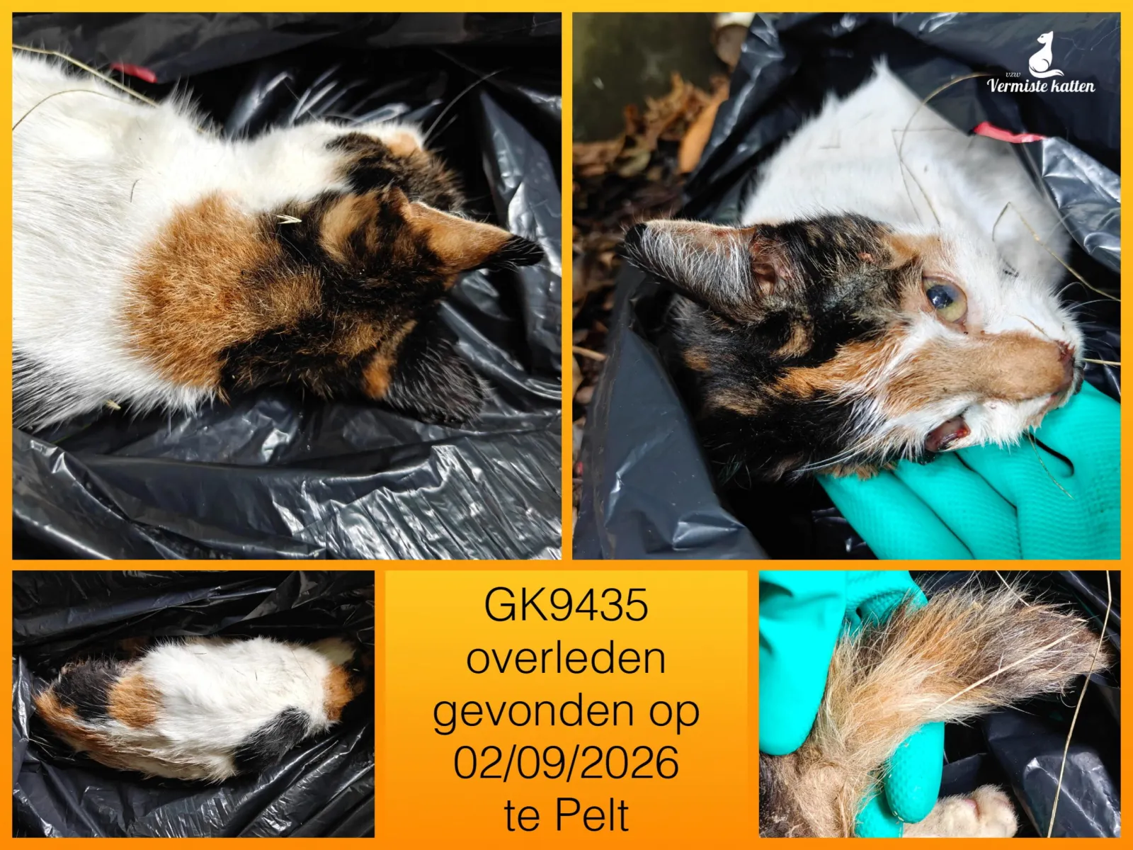 Gevonden kat