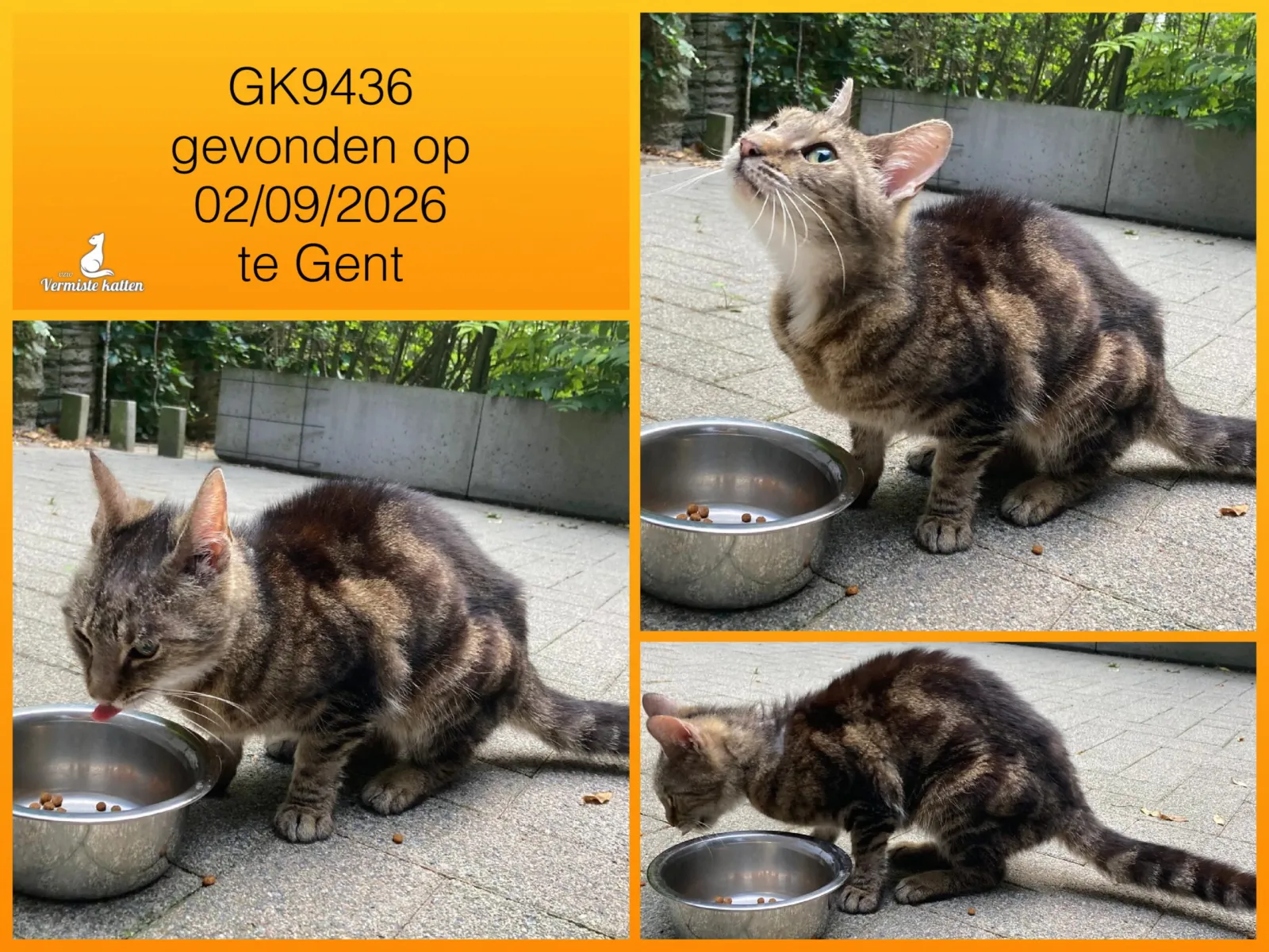 Gevonden kat