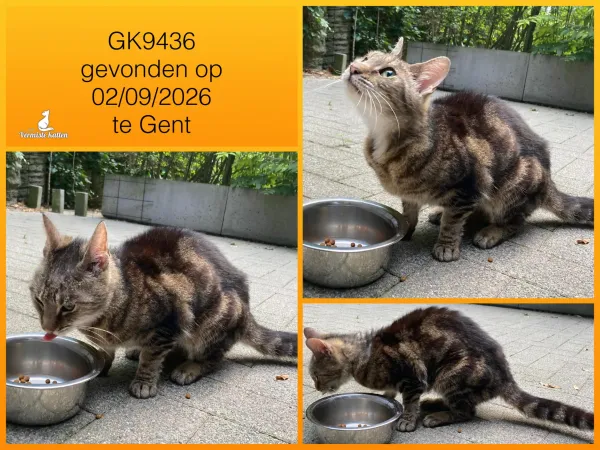 Gevonden kat