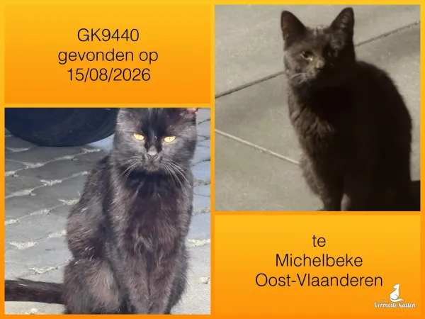 Gevonden kat