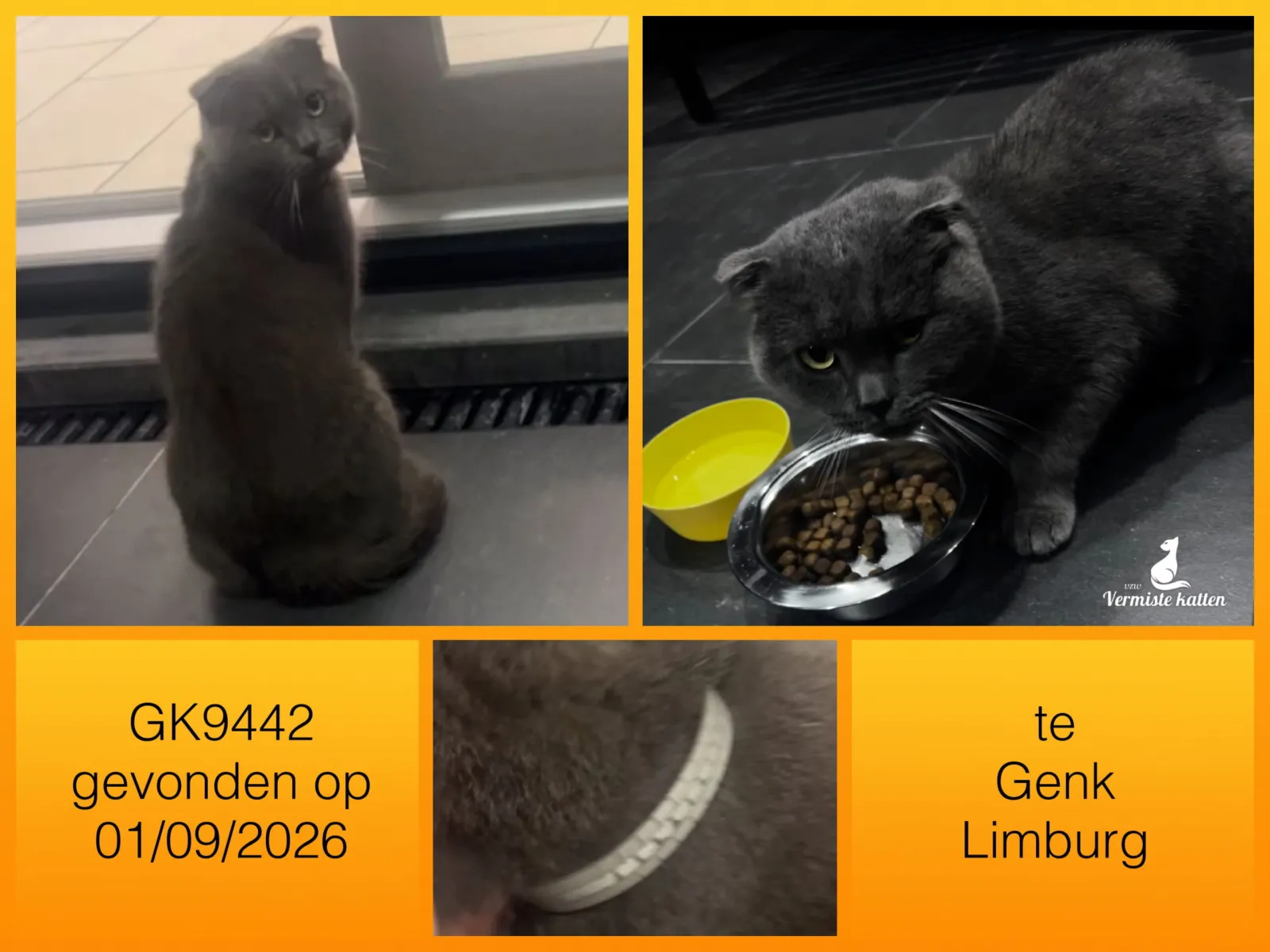 Gevonden kat