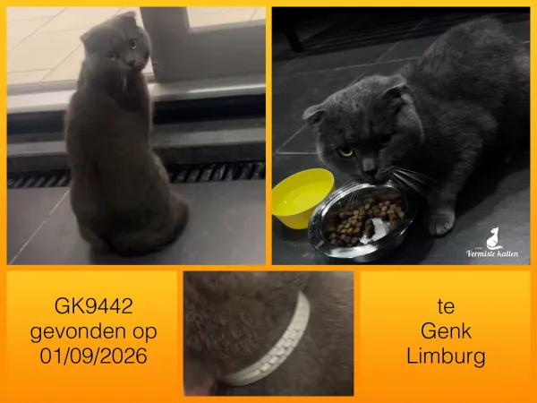Gevonden kat