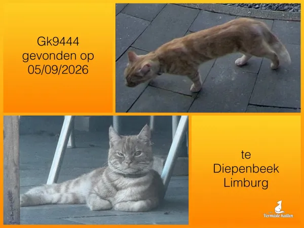 Gevonden kat