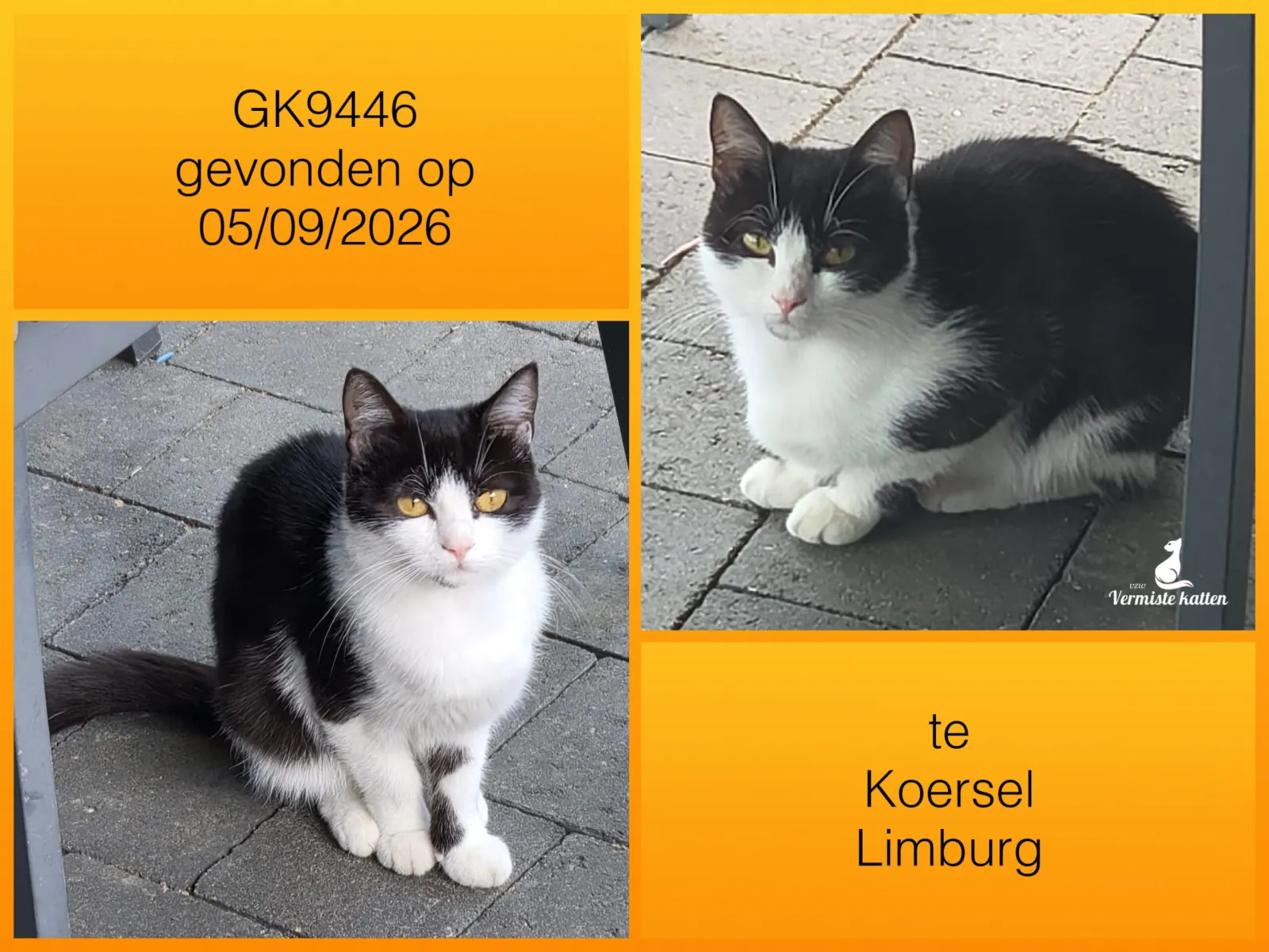 Gevonden kat