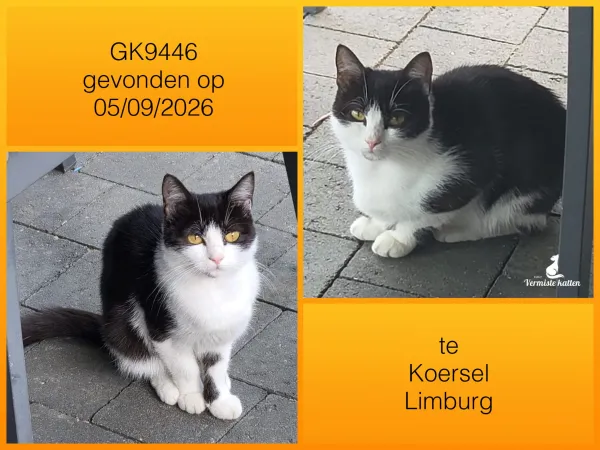 Gevonden kat
