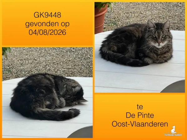 Gevonden kat