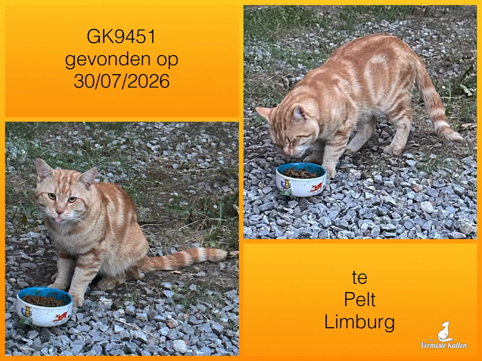 Gevonden kat