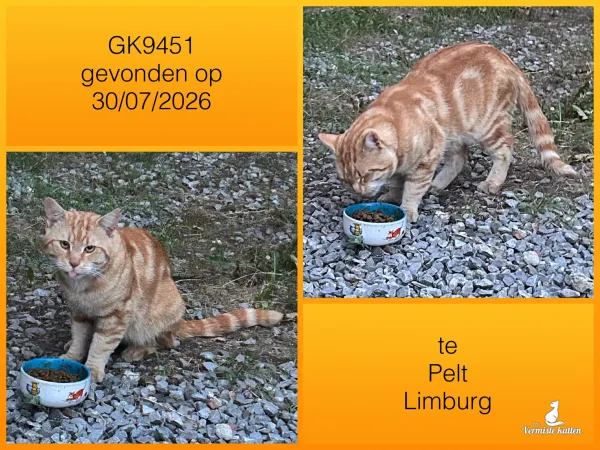 Gevonden kat