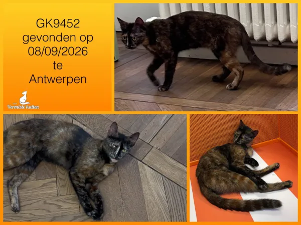 Gevonden kat