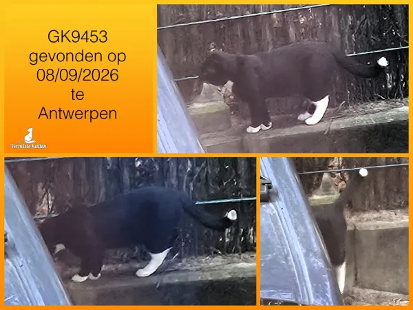 Gevonden kat