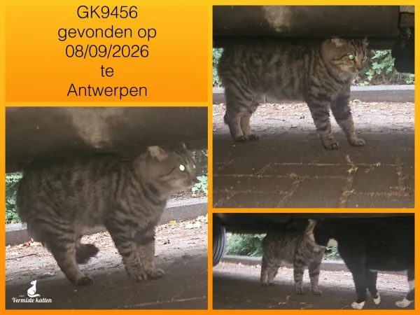 Gevonden kat