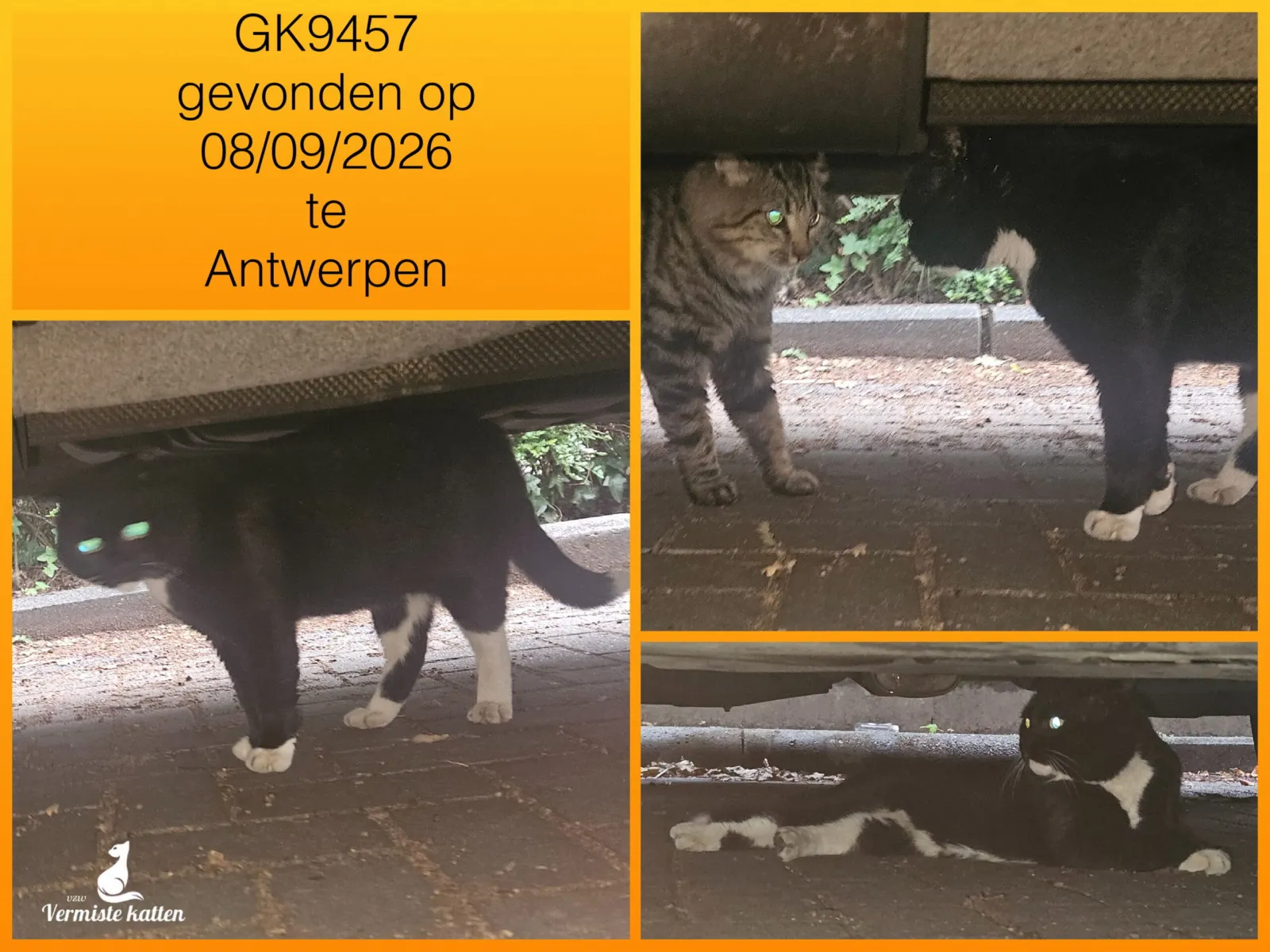 Gevonden kat