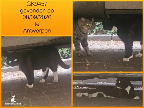 Gevonden kat
