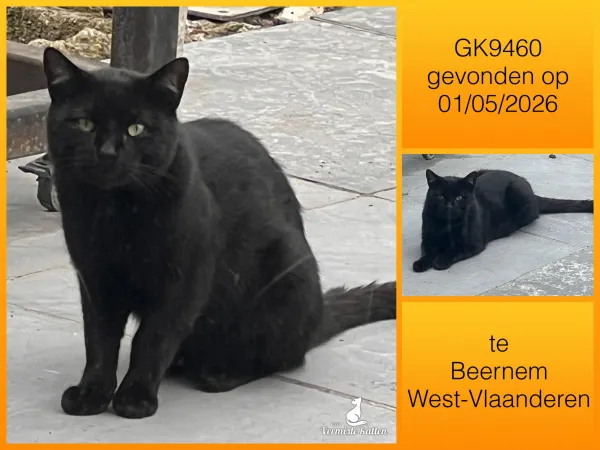 Gevonden kat