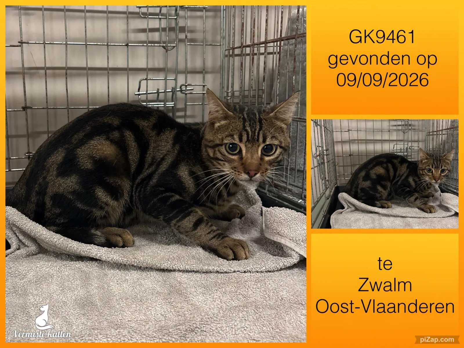 Gevonden kat