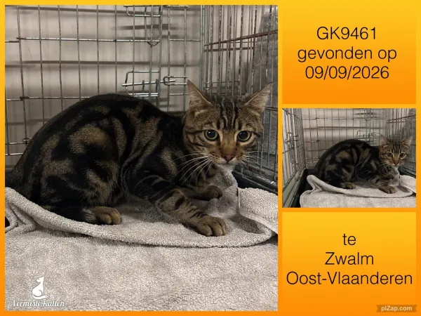 Gevonden kat