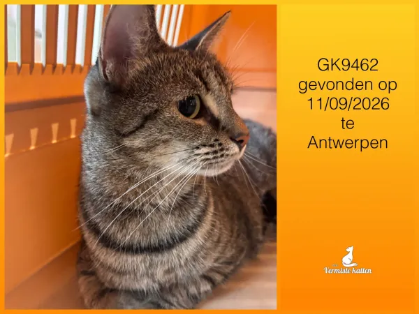 Gevonden kat