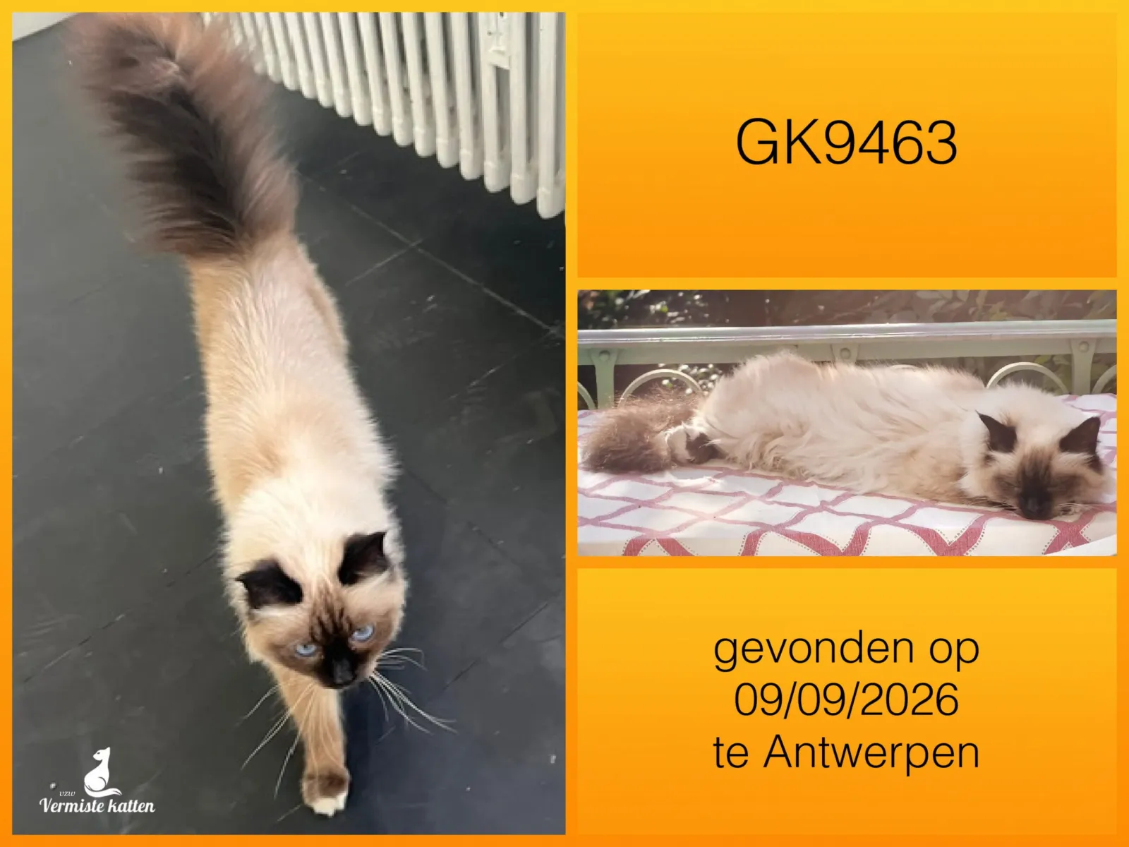 Gevonden kat