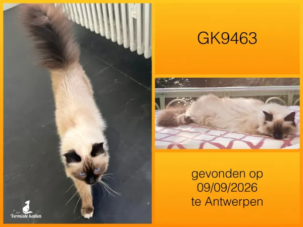 Gevonden kat