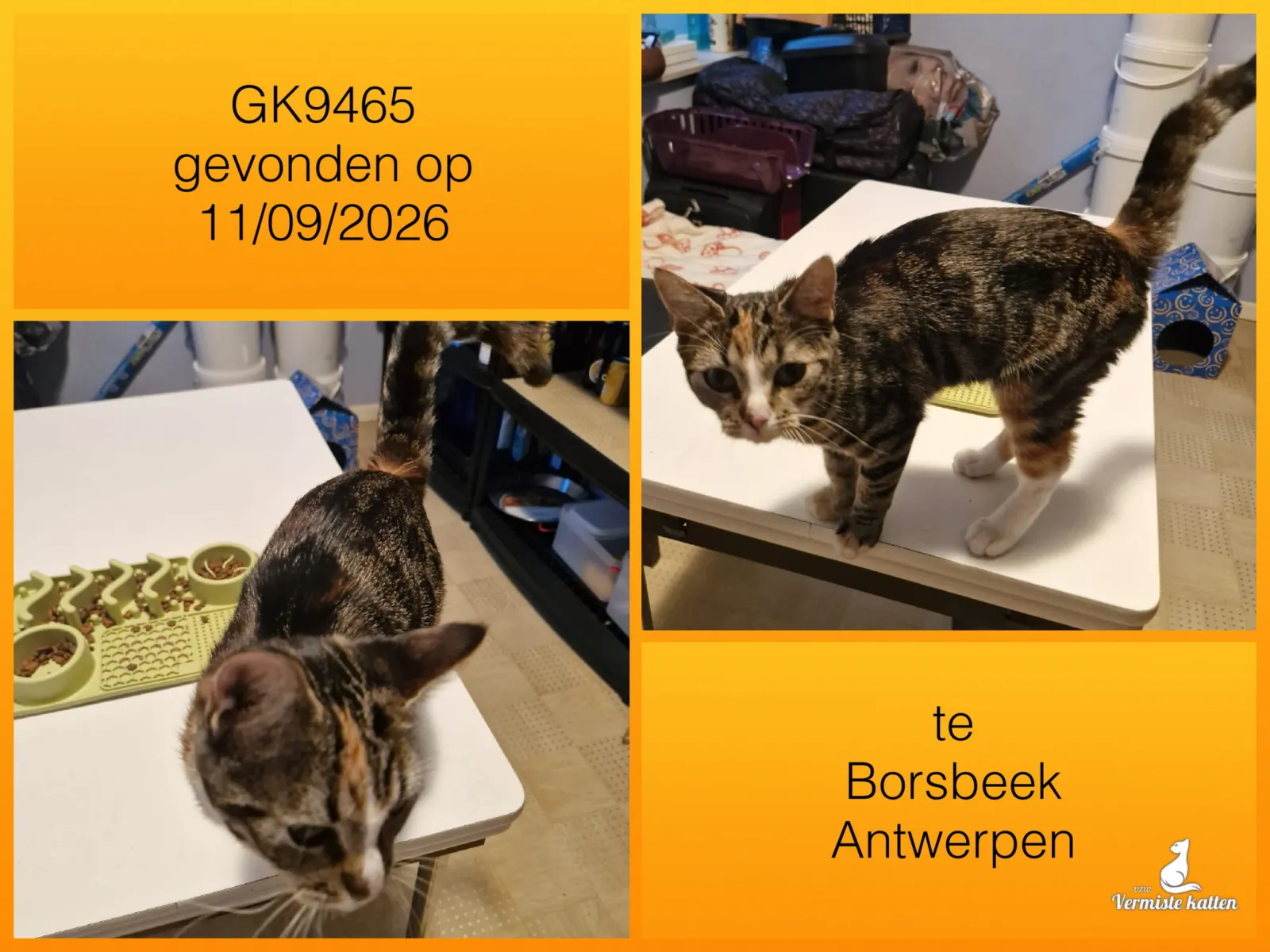 Gevonden kat