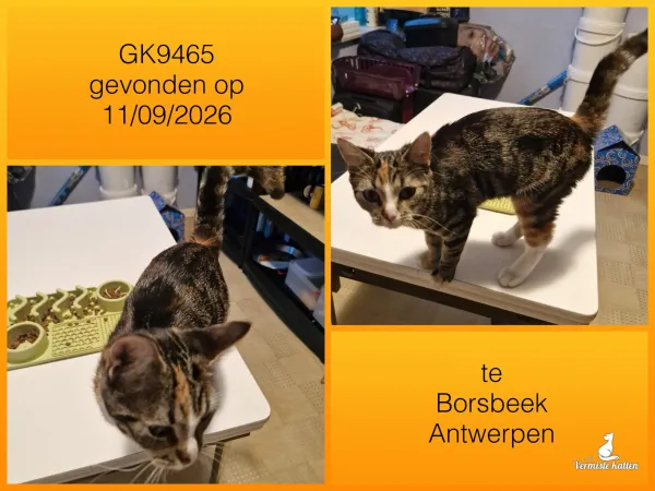 Gevonden kat