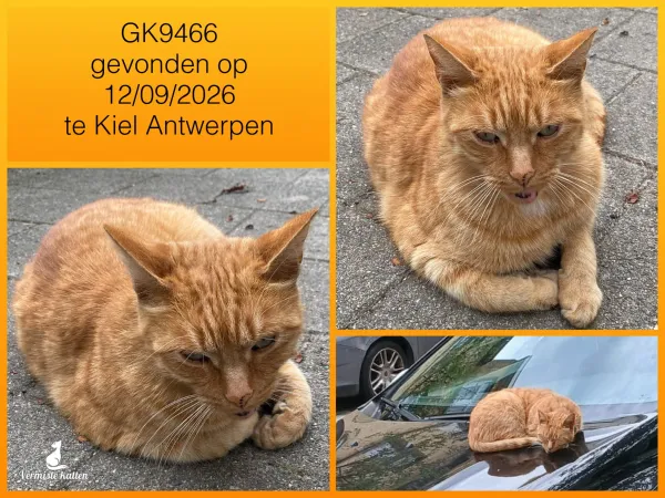 Gevonden kat
