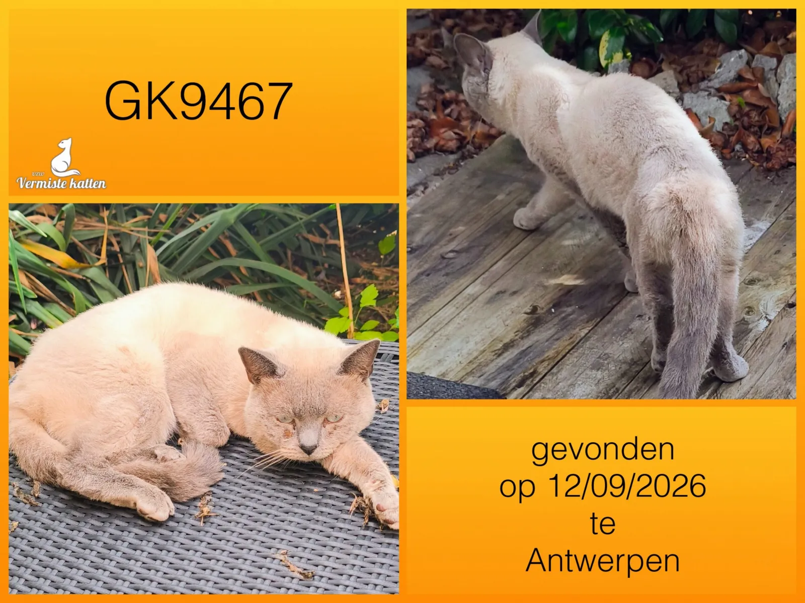 Gevonden kat