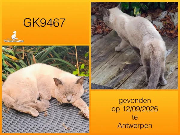 Gevonden kat