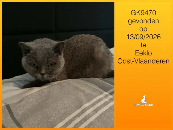 Gevonden kat