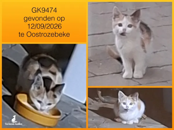 Gevonden kat