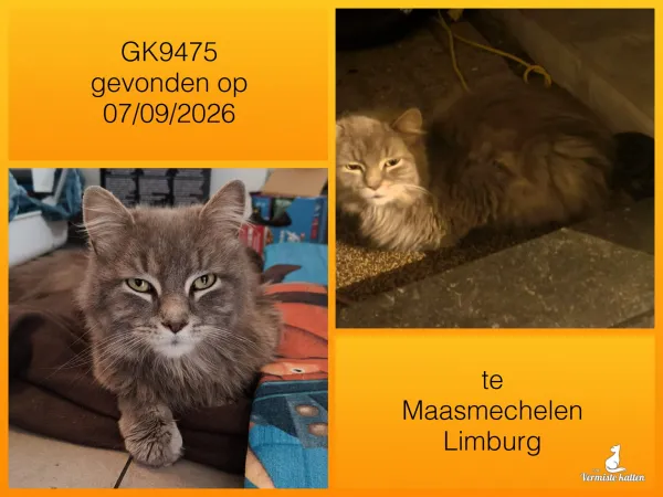 Gevonden kat