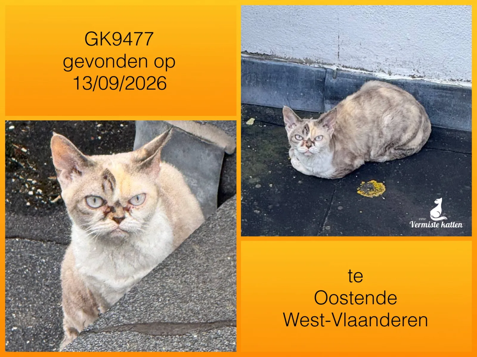 Gevonden kat