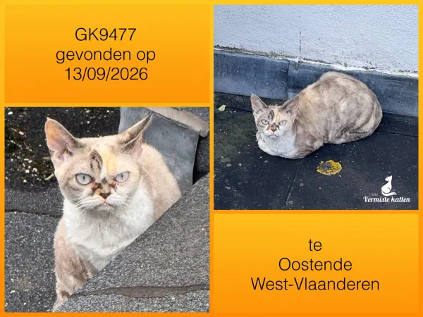 Gevonden kat