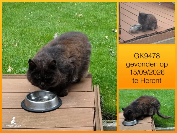 Gevonden kat