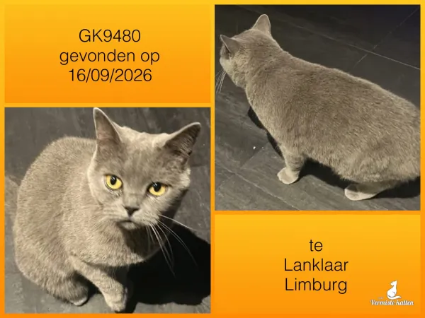 Gevonden kat