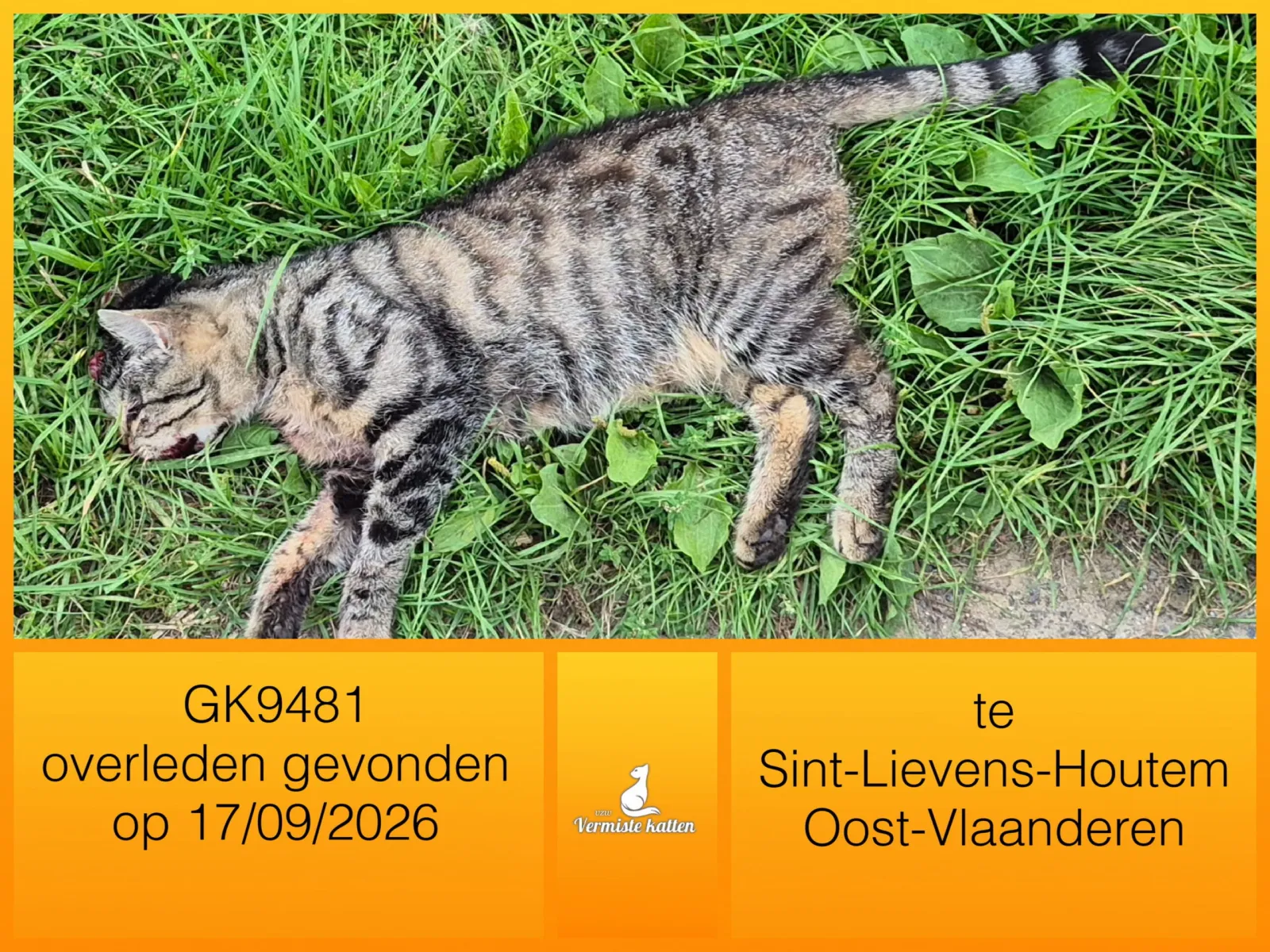 Gevonden kat
