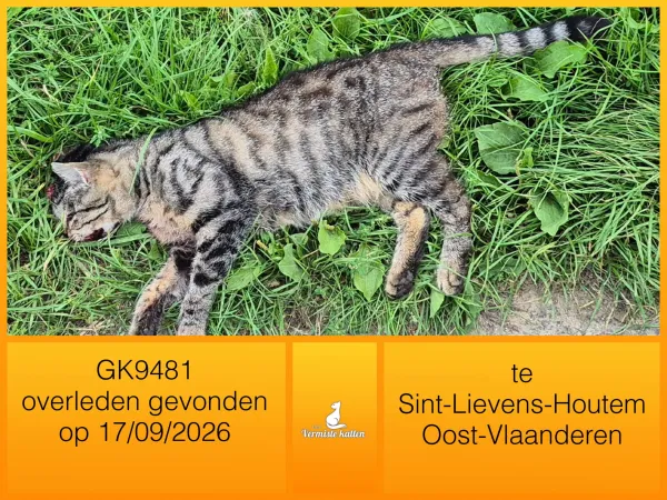 Gevonden kat