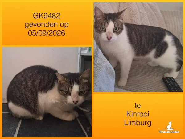 Gevonden kat