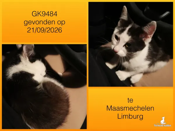 Gevonden kat