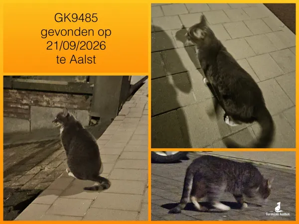 Gevonden kat
