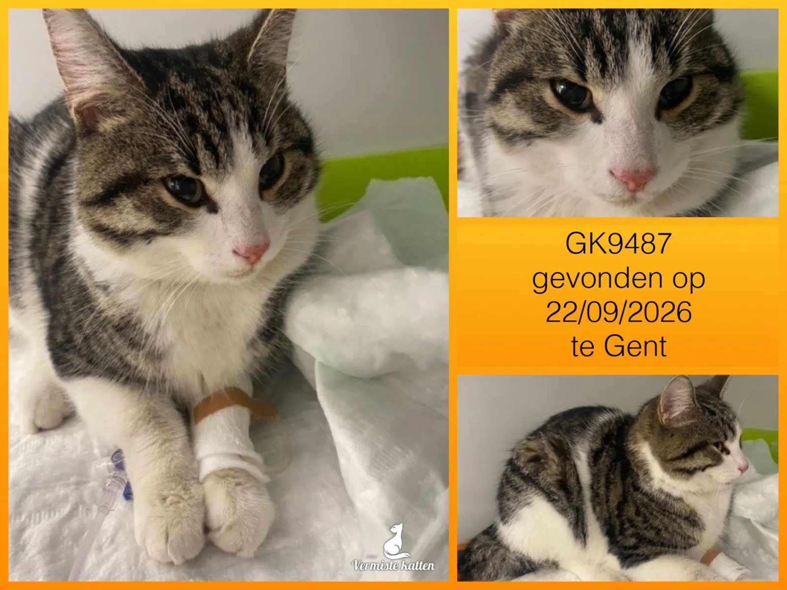 Gevonden kat