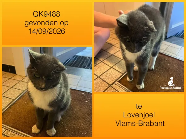 Gevonden kat