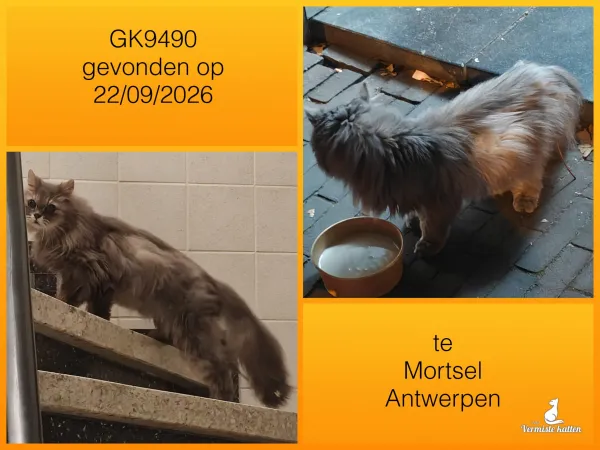 Gevonden kat
