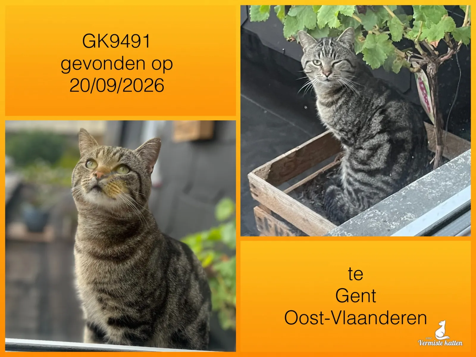 Gevonden kat
