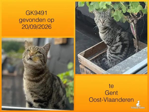 Gevonden kat