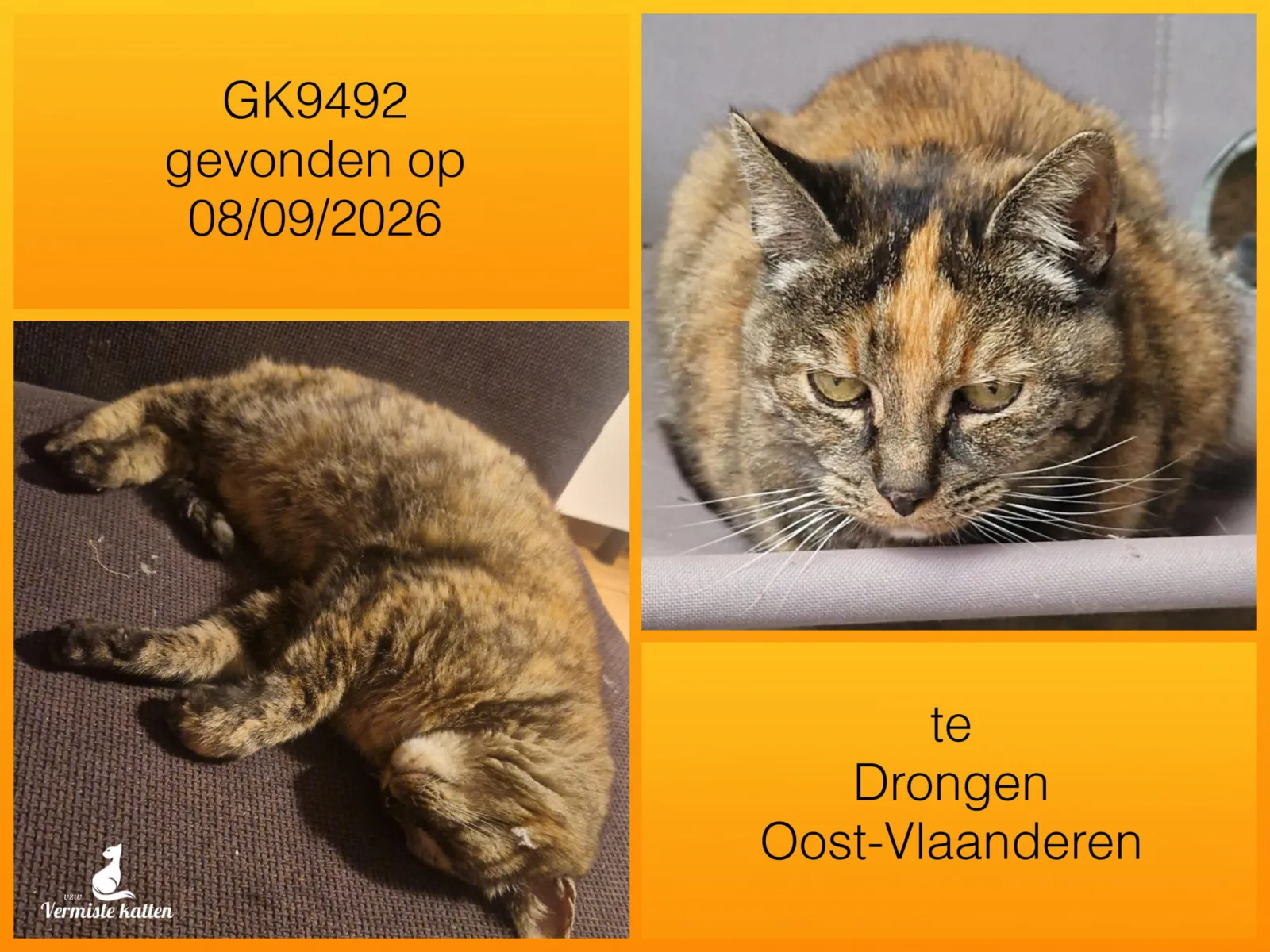 Gevonden kat